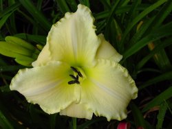yellow daylily
